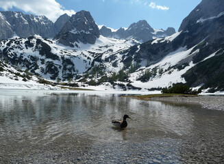 Fototapeta na wymiar Duck at Seebensee lake, Tyrol, Austria