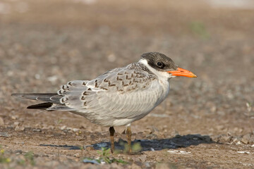 Juvenile Caspian Tern, Hydroprogne caspia, close up