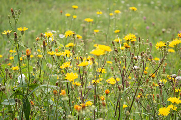 Summer field with grass and flowers, artistic partial focus and blurred background