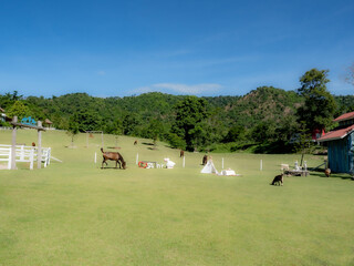 Fototapeta na wymiar The lawn has horses, goats, mountains in the background.
