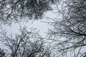Bottom-up view into the treetops with hoarfrost on the branches. The sky cannot be seen from the fog.