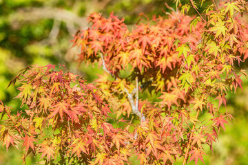 Tree leaves in the city park at autumn day time.
