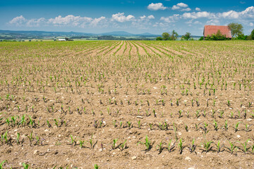 Feld mit Maispflanzen im Frühling