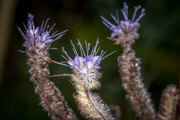 Blaue Blumen mit geöffneter Blüte nach einem Regen mit Wassertropfen auf einer Blumenwiese an einem typischen regnerischen November Tag, Deutschland