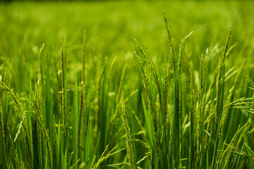 Tall Light Green Grass Background