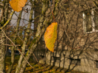 Obraz premium Autumn yellow leaf on a branch of a tree that has already dropped its foliage, a sunny day in an urban environment.