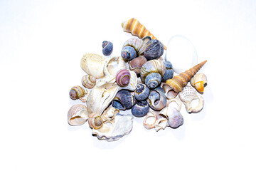 Group of small marine colored blue orange seashells of different shapes on white background. Design template