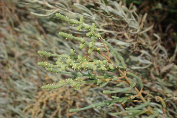 Perennial Glasswort (Sarcocornia fruticosa)