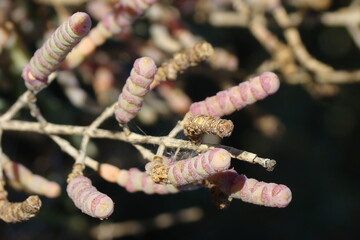 Perennial Glasswort (Sarcocornia fruticosa)