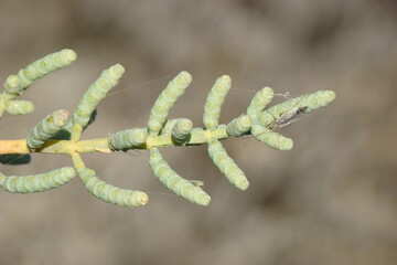 Perennial Glasswort (Sarcocornia fruticosa)