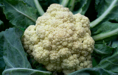 Close up Fresh Cauliflower with leaves Landscape Food Photography 