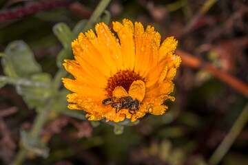 Gelb orange Blume mit geöffneter Blüte mit Insekt nach einem Regen mit Wassertropfen auf einer Blumenwiese an einem typischen November Tag, Deutschland