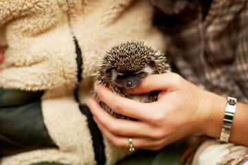 African hedgehog in the hands of people. and Pets