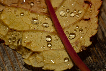 A closeup macroshot of a yellow brown leaf with rain water drops.