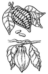 Vector black and white illustration in hand-drawn style: cocoa bean