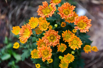 flowers in the garden