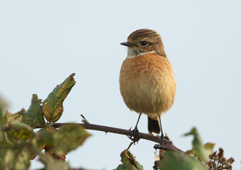 A beautiful female Stonechat, Saxicola rubicola, perching on Bramble Bush. It is hunting for...
