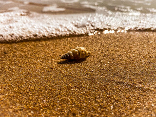 Shell 