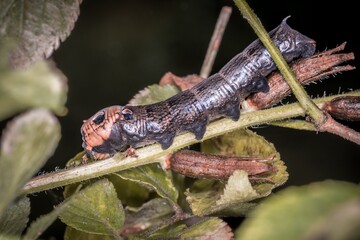 Nahaufnahme einer braunen Libellen Larve auf einem Ast im Gras, Deutschland