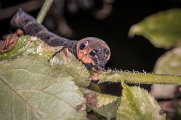 Nahaufnahme einer braunen Libellen Larve auf einem Ast im Gras, Deutschland