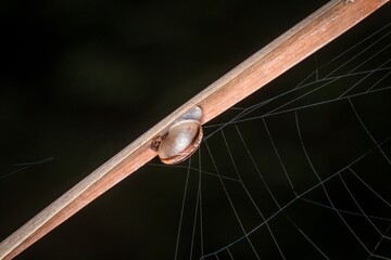 Kleine Schnecke mit Schneckenhaus an einem Schilfrohr mit Spinnennetz an einem See oder Teich,...