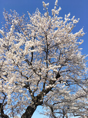 桜の木々の風景
