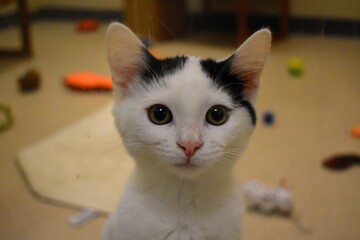 Beautiful animal shelter cat looking through glass door