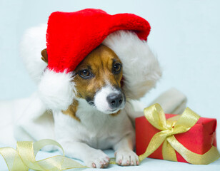 Jack russell terrier dog in santa hat lies on a blue background next to a gift. Beautiful festive dog. Santa dog.