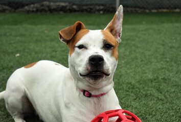 Silly rescue dog smiling with teeth 