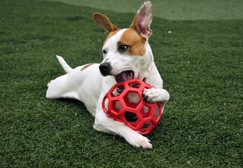 Rescue dog chewing on ball toy