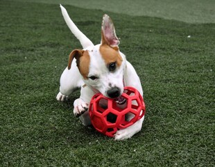 Rescue dog chewing on toy