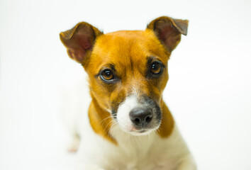Portrait of a beautiful dog Jack Russell Terrier breed