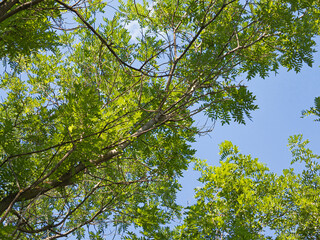 Chaotically Intertwining Branches and Green Foliage On the Top of the Acacias Formed an Interesting Relief Picture