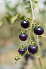 cultivation of black cherry tomatoes, typical Italian product - Campania - Naples