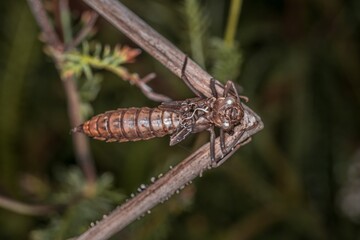 Geschlüpfte Libellen Larve an einem Schilfrohr an einem See oder Teich, Deutschland