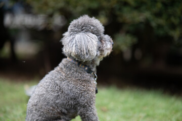 犬　トイプードル