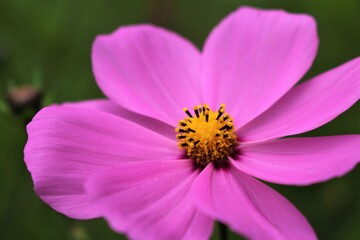 bee on pink flower