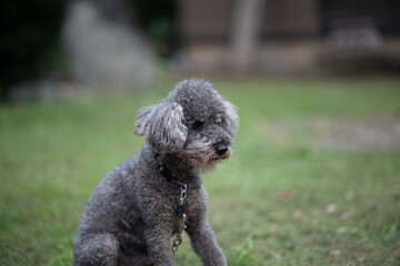 犬　トイプードル