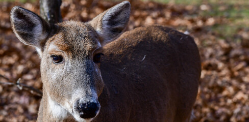 Close-up view of wild white tail deer in the forest park
