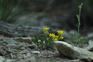 Desert Flowers