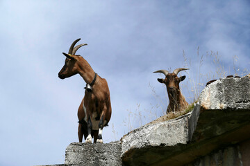 Mountain goats in Bavarian mountains, Germany