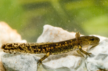 salamandra salamandra, spotted salamander