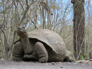 Giant turtle on the Galapagos Islands, Ecuador