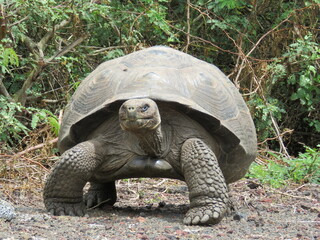 Giant turtle on the Galapagos Islands, Ecuador