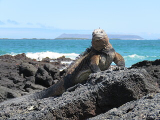 Iguana on the Galapagos Islands, Ecuador