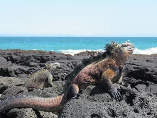 Foto op Canvas Iguana on the Galapagos Islands, Ecuador © Hip