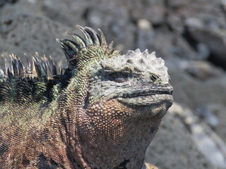 Iguana on the Galapagos Islands, Ecuador