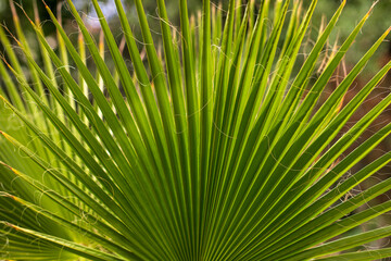 Close-up of green ruffled fan palm leaves in the summer garden