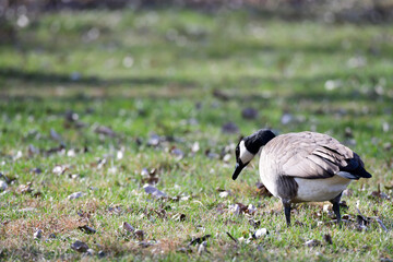 Canada goose feeding on the grass in the park
