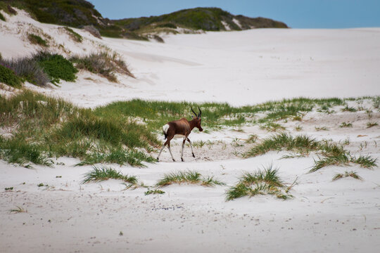 Blesbok antelope at Cape of Good Hope nature reserve, South Africa.